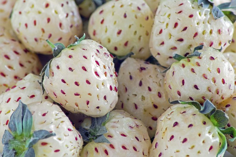"Fragaria chiloensis" ve "Fragaria virginiana" isimli iki çilek türünün melezlenmesi sonucu üretilen, çilek görünümlü, ananas tadında, kırmızı çekirdekli çilek hibridi. Bu meyve, "pineberry" ("anaçilek") olarak da bilinmektedir.