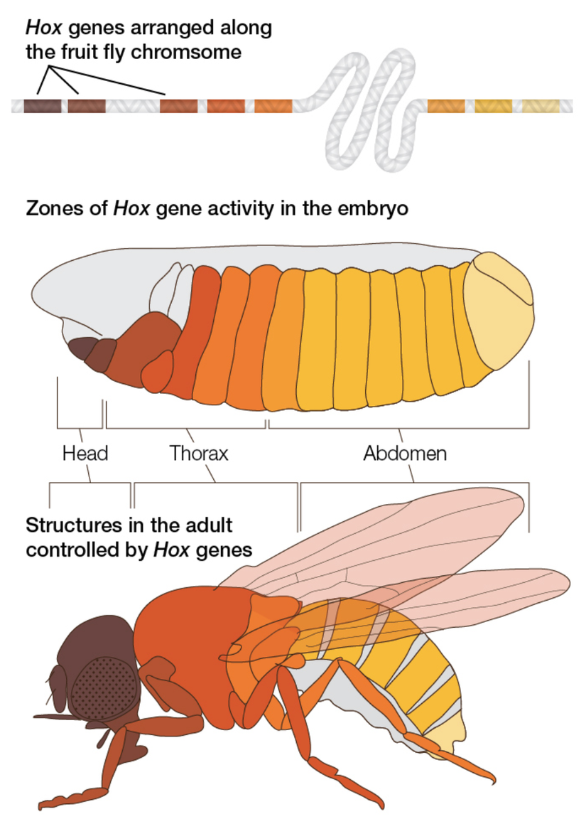 Hox genleri, aynı zamanda homolog genlerdir; yani farklı organizmalarda aynı görevi yaparlar ve bu genler ortak bir atadan miras alınmıştır. HOX genlerinin kromozom üzerindeki dizilimi, kontrol ettikleri vücut kısmının vücut planındaki yeriyle birebir ilişkilidir.