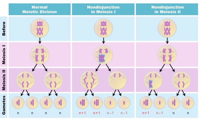 Mayotik ayrılmama, mayoz bölünme sırasında bir çift homolog kromozomun anafazda ayrılmaması ve böylece çiftin her iki kromozomunun da aynı yavru hücreye geçmesi anlamına gelir. Kromozomların doğru bir şekilde ayrılmaması, bir fazla veya bir eksik kromozomlu gametlerle sonuçlanır.