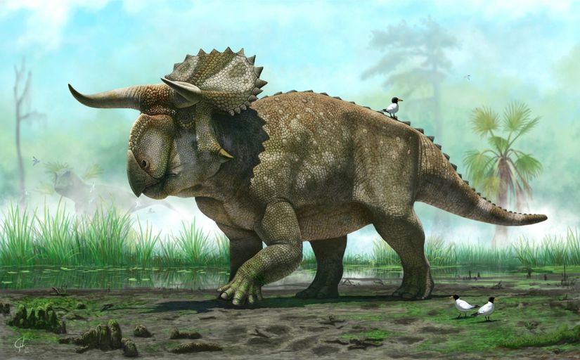 Jurassic World: Dominion serisinde işlenen Nasutoceratops cinsinin bilimsel açıdan tutarlı versiyonu. Filmdeki tasarım da bilimsel açıdan tutarlı versiyonu neredeyse aynıdır.