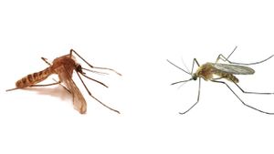 Londra Metrosu Sivrisineği: Yeraltı Tünellerine Hapsolan Sivrisinekler, Yeni Türlere Evrimleştiler!