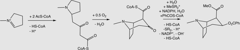 2. aşama: Metil pirolinyumdan doğal(-) kokain sentezi