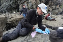 Alaska'da bir deprem 30 yeni dinozor izini ortaya çıkarmış olabilir.