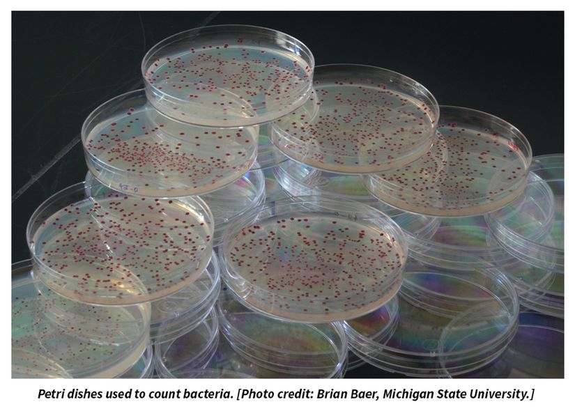 Bakteri sayısını ölçmek için kullanılan petri kapları.