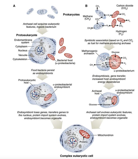 1. Şekil: Ökaryotik hücrelerin ve mitokondrilerin kökenine ilişkin birbiriyle karşılaştırılan iki evrimsel senaryo