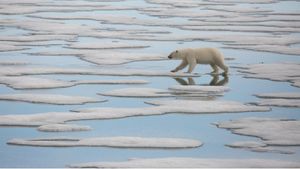 Polar Bears Collide With Human Life Due To Climate Change