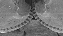 Çekirgelerin Bacaklarındaki Dişliler ve Stridülasyon Yöntemiyle Ses Çıkarma Mekanizmaları