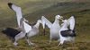 Albatroslar Arası "Irkçılık": Albatroslar Melezlere Karşı Saldırganlık Gösteriyor ve Onlarla Çiftleşmiyor!
