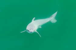 Araştırmacılar, İlk Defa Yeni Doğmuş Bir Büyük Beyaz Köpekbalığının Görüntüsünü Yakalamış Olabilir!