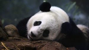 Pandas Spark Joy And Diplomacy At San Diego Zoo