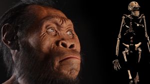 Homo naledi: İnsanın Evrim Ağacı'na En Son Eklenen Kuzenimiz!