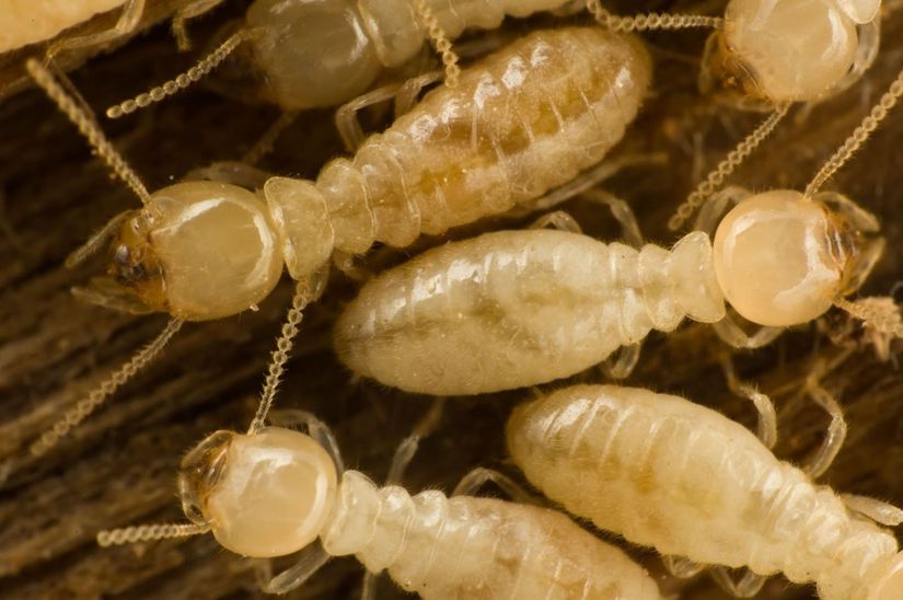 Yaşlıların korumacı ve fedakar tutumları özellikle sosyal böceklerde (fotoğraftaki termitler gibi veya karıncalarda, arılarda) detaylı olarak görülmektedir. Bazı yaşlı böcekler, yuvaya yapılan saldırılarda kendilerini feda ederek