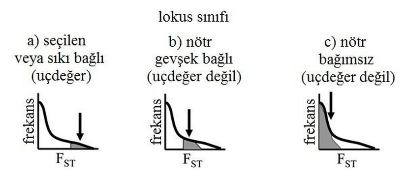 Şekil 1: Sürekli FST değerlerinin dağılımına işlenmiş üç temsili lokus. (A) Seçilen veya seçilenlerle güçlü bağlantıları olan lokuslar, özellikle yüksek FST’ye sahip oldukları için olası olmayan, istatistiki uçdeğerler olarak tanımlanıyorlar. (B) Seçilen lokuslara zayıf bağlantıları olan lokuslar biraz yüksek FST değerlerine sahip ama uçdeğer lokus olmaya yetecek kadar değil. (C) Bağımsız nötr lokusların FST’si düşük. 2010 Nature Education. Egan ve ark. (2008)’dan alınmış ve uyarlanmış, Wiley-Blackwell’in izniyle yeniden basılmıştır. Tüm hakları saklıdır.