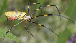 Joro Spiders Thrive Amid Urban Chaos