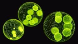 Tek Hücreliliğin Çok Hücreliliğe Evrimi Videoya Kaydedildi!