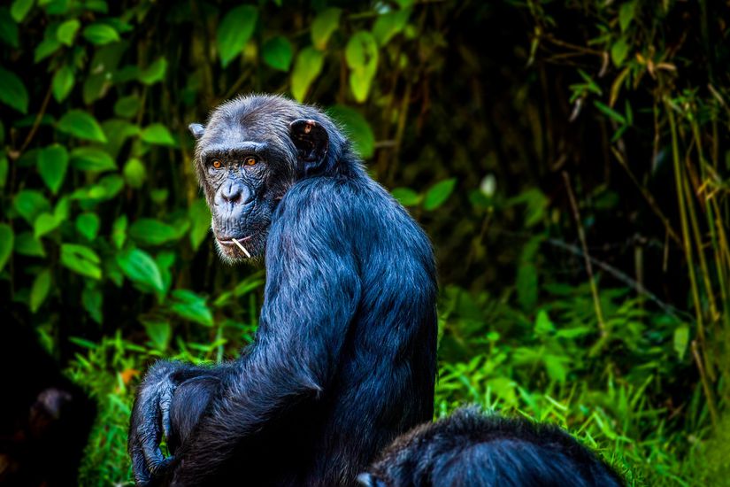 Şempanzeler ataerkil, bonobolar anaerkil yapıdadır. Şempanzeler sorunları kavgayla, bonobolar ise cinsellik ile çözmeye meyillidir.