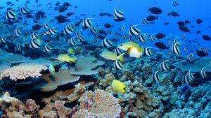 Coral Reefs Face Unprecedented Threats From Climate Change