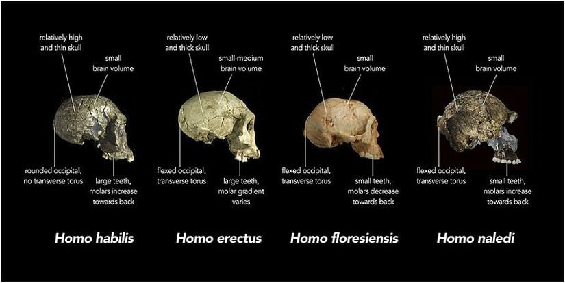 Homo naledi kafatası özelliklerinin diğer erken insan türlerininkilerle karşılaştırılması