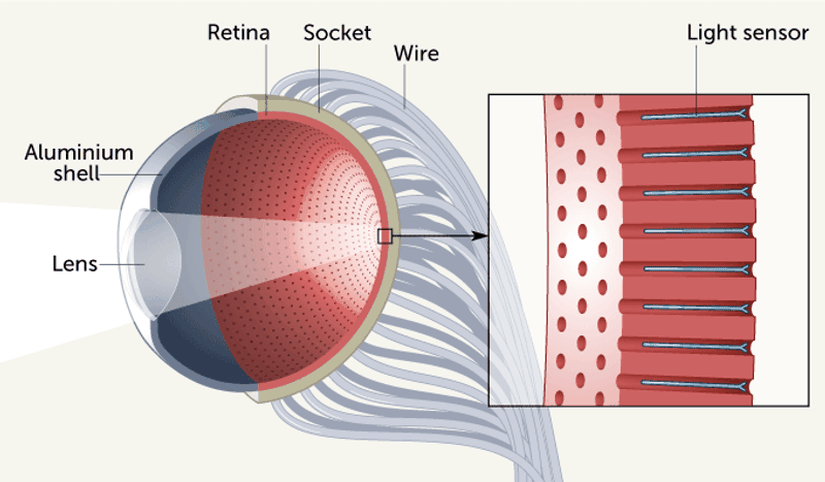 Kavisli bir alüminyum oksit zarı, güneş pillerinde kullanılan ışığa duyarlı bir malzeme olan perovskitten yapılmış küçük sensörlerle kaplanır.  Beynin görsel korteksini taklit eden teller, bu sensörler tarafından toplanan görsel bilgileri işlenmek üzere bir bilgisayara aktarır.