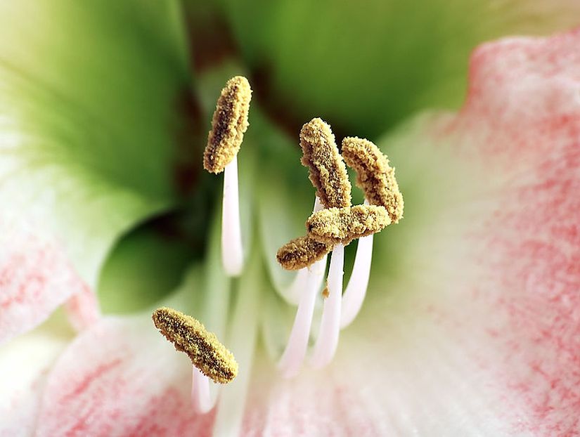 Çiçeğin erkek organı olan sapçık (filament) ve başçık (anter) bölümleri. Polenler başçık bölümünde yapışık halde bulunurlar.
