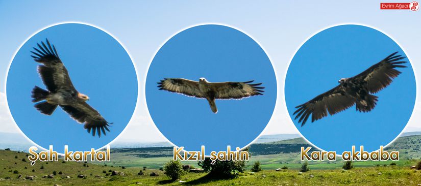 Aynı gün Bolu'da gözlemlediğimiz üç büyük yırtıcı kuş (raptor) türü.