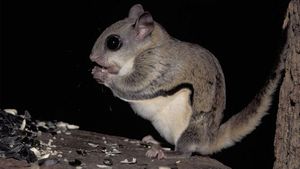 Flying Squirrels Make Surprising Appearance In Lincoln