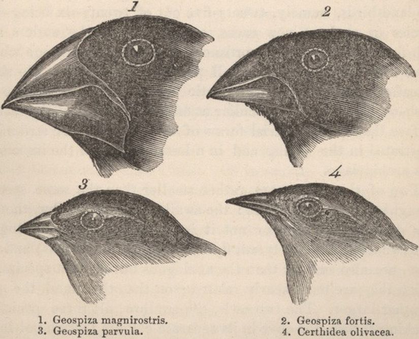 Şekil 2: Darwin’in ispinoz kuşları.
