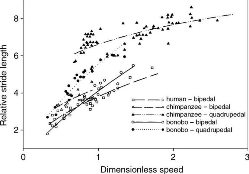 Çeşitli hayvan türleri için göreli adım uzunluğu - boyutsuz hız grafiği