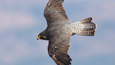 Gökdoğan (Falco peregrinus)