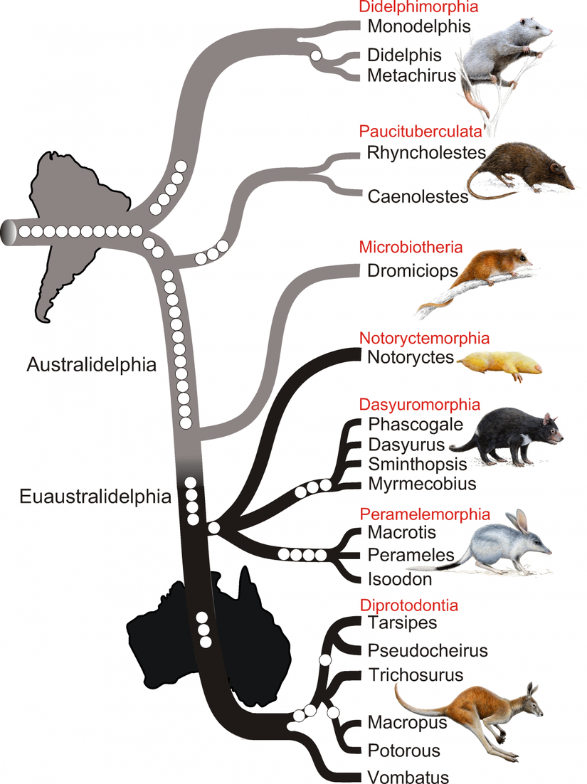Güney Amerika ve Avustralya'da bulunan canlıların Evrim Ağacı ve biyocoğrafi analizi...
