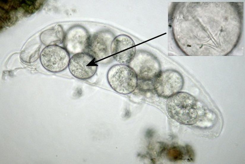 Bir exivium içerisine yerleştirilen tardigrad yumurtaları.