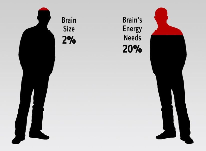 Beyin vücudumuzun kütlece sadece %2'sini oluştursa da, tüm enerjimizin %20'sini tüketir.
