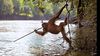 Erken İnsansılar Et Yemeye Sanılandan Erken Başlamış Olabilir: Orangutanlar Alet Kullanarak Balık Avlayabiliyor!