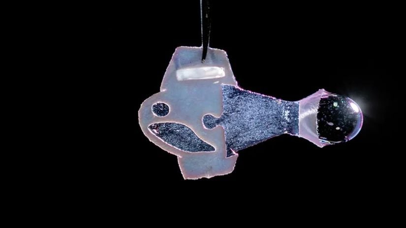 Jelatin, kâğıt ve plastikten olan parçalar dışında bu balık tamamen kalpten ibaret. İnsan kalp hücreleri balığın otonom (özerk) şekilde yüzmesini sağlıyor.