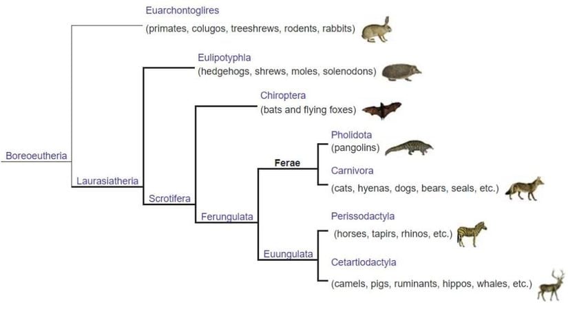 Pangolinlerin evrim ağacı