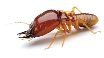 Bir Takımın Ölümü: Termitlerin Aslında Hamam Böceği Olduğu Keşfedildi!