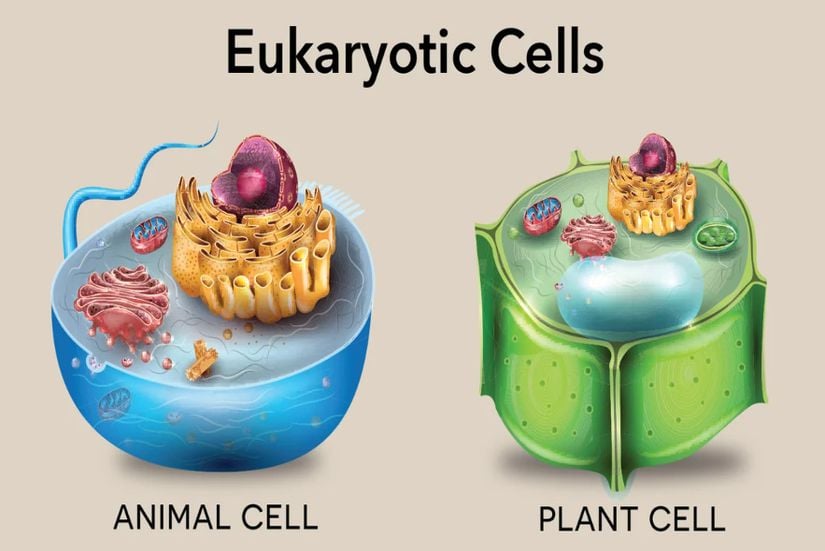Ökaryotik hücre anatomileri