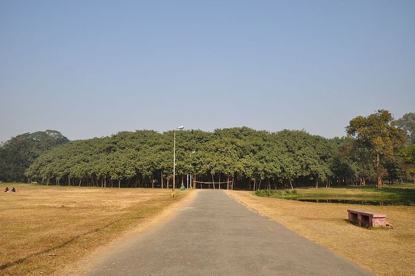 Ağacın bütün olarak görüntüsü... O yeşil alanın tamamı tek bir ağaca ait (sağ ve sol kenardaki tekil ağaçlar hariç)!