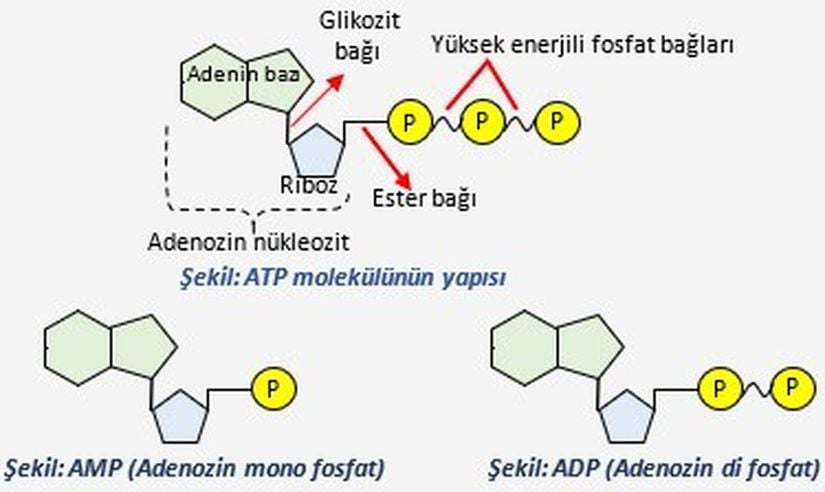 ATP, ADP ve AMP’nin Yapısı