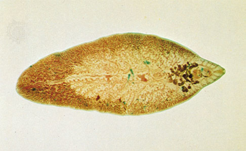 Ergin Fasciola hepatica.