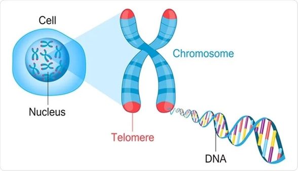 Telomer - DNA'yı bir arada tutar