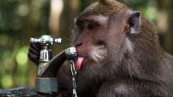 İnsan Türü, Diğer Primatlara Göre Metabolik Açıdan Suyu Neden Daha Verimli Kullanıyor?