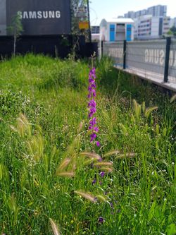 Sokakta yürürken karşıma böyle bir çiçek çıktı. Yabani orkide ye çok benzese de tam bir karar veremedim. Sizce nedir?