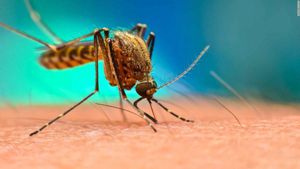 Eastern Equine Encephalitis Claims First New York Victim Since 2015