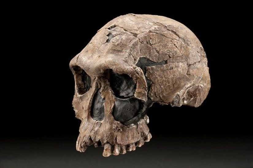 Görsel 2. KNM-ER 1813 sit alanı ekip üyelerinden birinin fotoğrafı, Kenya’daki Koobi Fora’da bulunan 1,9 milyon yıl öncesine ait bir Homo habilis kafatası. Bu türün en bozulmamış örneklerinden biridir.