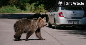 Italy's Mother Bear Culling Sparks Activism And Controversy