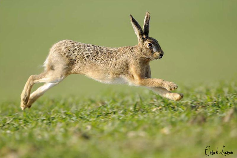 Tavşanlar diğer birçok hayvan gibi av olmamak için hızlı hareket eder.