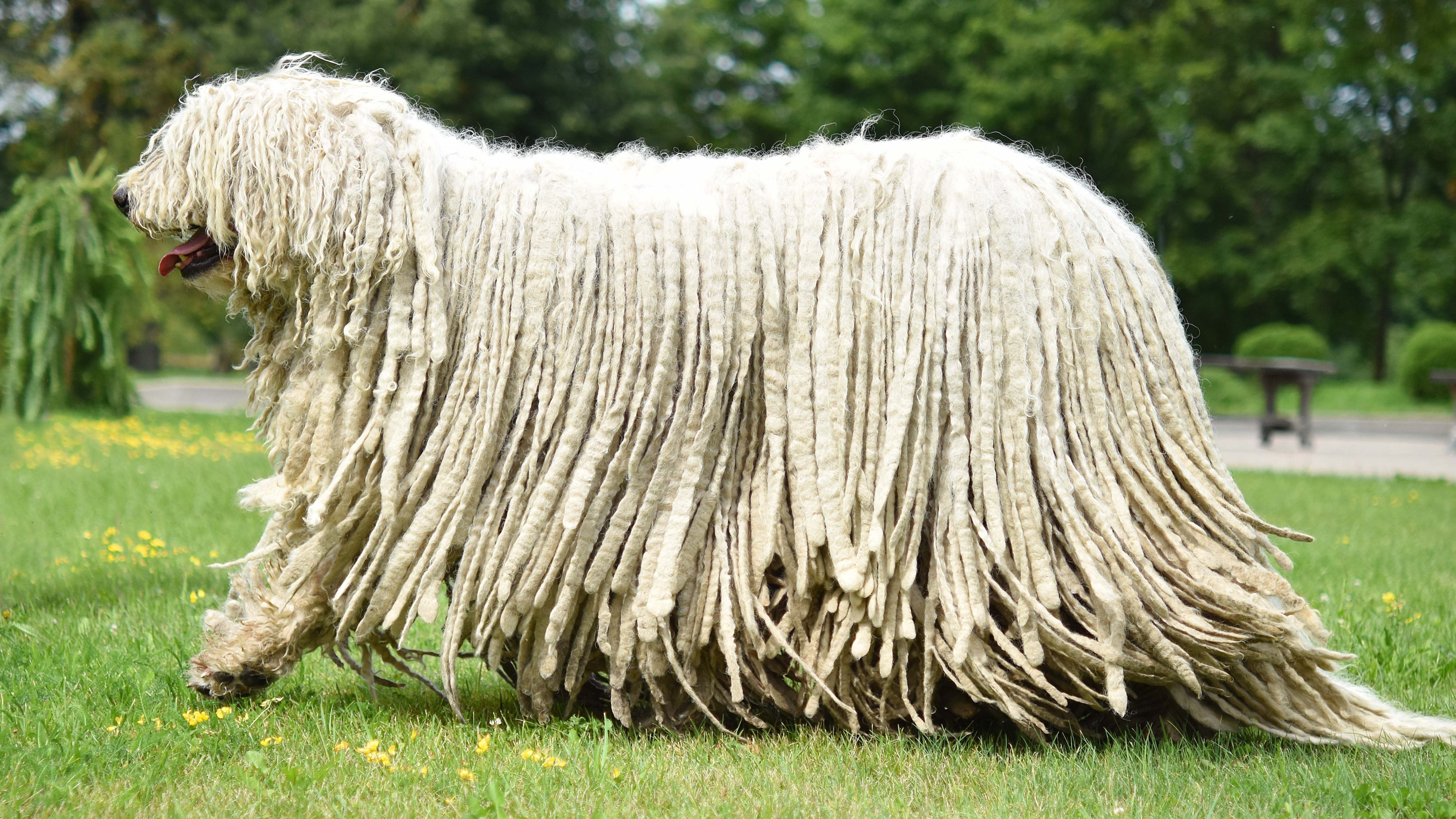 Зверь с длинной шерстью. Венгерская пастушья овчарка Командор. Бергамская овчарка Командор. Собака Комондор венгерская овчарка. Командор венгерская пастушья собака.