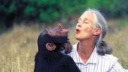 10 Adımda Şempanze-İnsan Karşılaştırması!