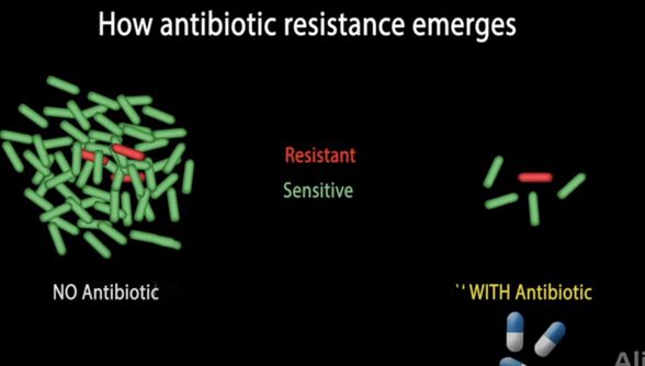 Antibiyotiğin sadece orijinal bakteriyi öldürüp mutasyonlu olanı bırakması